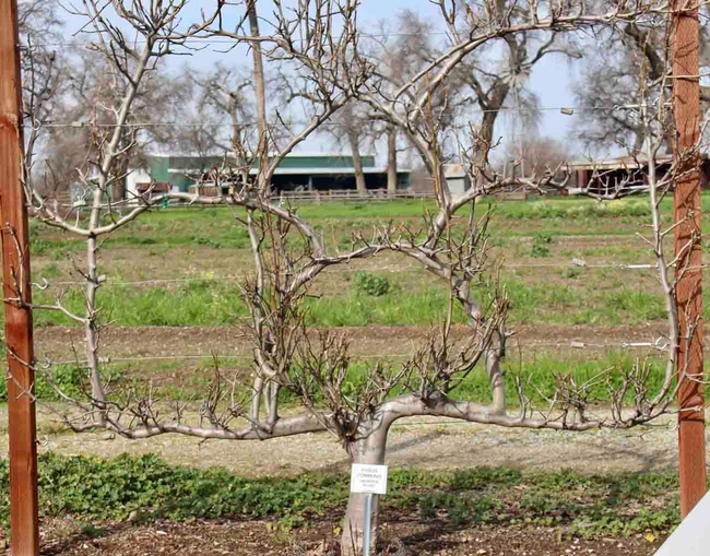 A Warren Pear tree growing on a trellis system built by Michelle Ramsey. Michelle Graydon