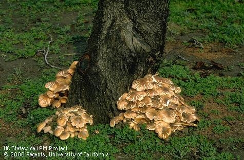 Mushrooms - symptom of Armillaria root rot (oak root fungus). Jack Kelly Clark.  UC IPM.