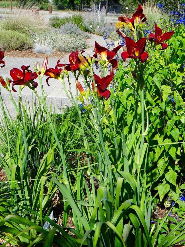 Daylilies require minimal maintenance and can be divided to create more plants. Brent McGhie