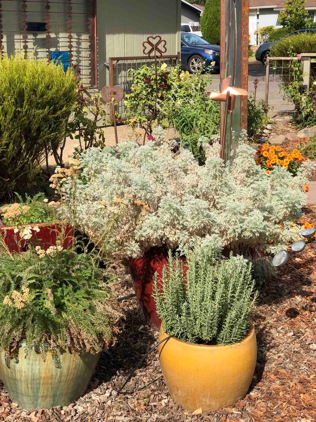 Container plantings can replace a harder-to-care-for lawn. Debi Durham