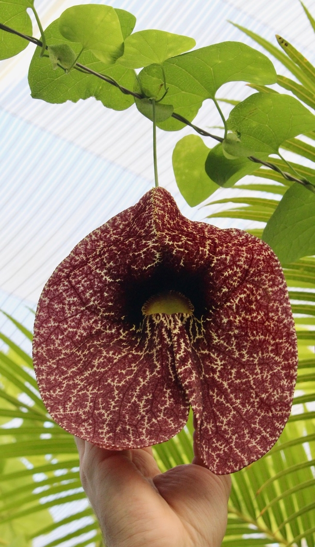 The large flower of an Aristolochia gigantea vine growing along a wire trellis in the CSUC Greenhouse.  Michelle Graydon