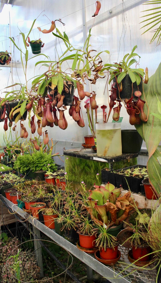 Carniverous pitcher plants (nepenthes) and sundews (drosera) at the CSUC Greenhouse. Michelle Graydon