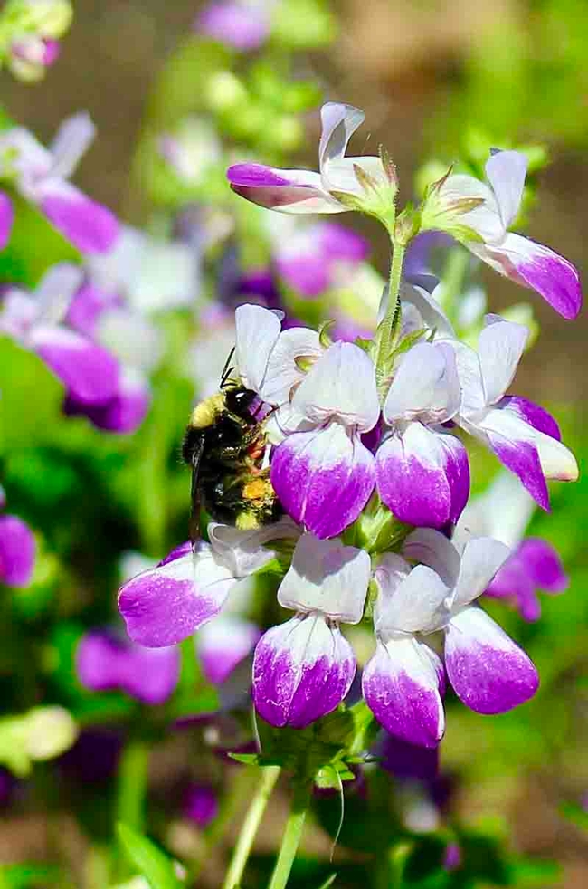 Yellow-faced bumble bee visiting collinsia flowers. Michelle Graydon.