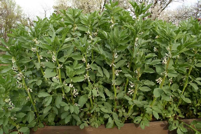 Fava Beans are a useful cover crop, and their leaves can be sauteed like any other edible green. Jeanette Alosi