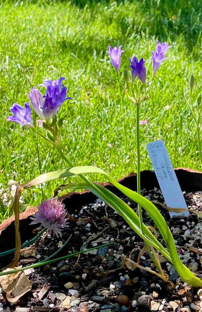 Triteleia laxa, or Ithuriel's Spear, beginning to bloom in a rustic home planter. Michelle Graydon
