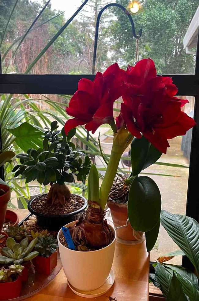 Amaryllis blooming indoors in December. Michelle Graydon