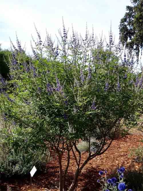 A Chaste Tree like this one at the Master Gardeners' Demonstration Garden can be useful in a hedgerow. Brent McGhie