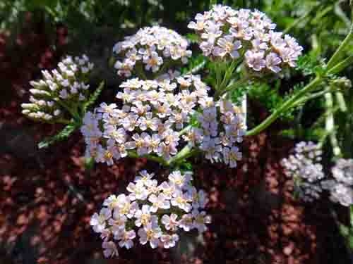 White yarrow(achillea millefolium white) is especially well-suited for a moon garden. Brent McGhie