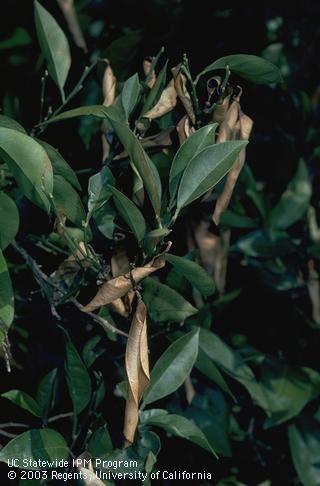Curled, dried up leaves are a symptom of citrus blast caused by Pseudomonas syringae. UC IPM Program