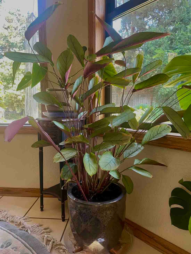 A houseplant thriving in a south facing window in the late fall and winter. Michelle Graydon