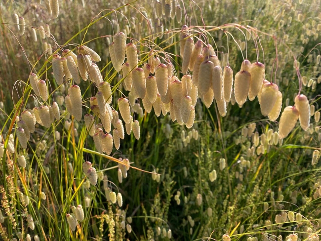 Briza major seed stems. Jennifer Jewell