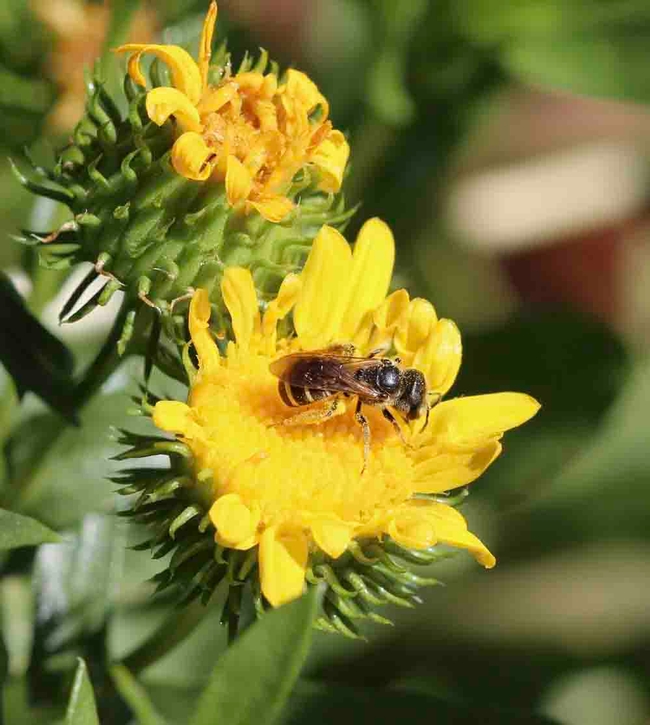 Leafcutter bees are one of the native bee species to be discussed in the native bee workshop on May 8. Michelle Graydon
