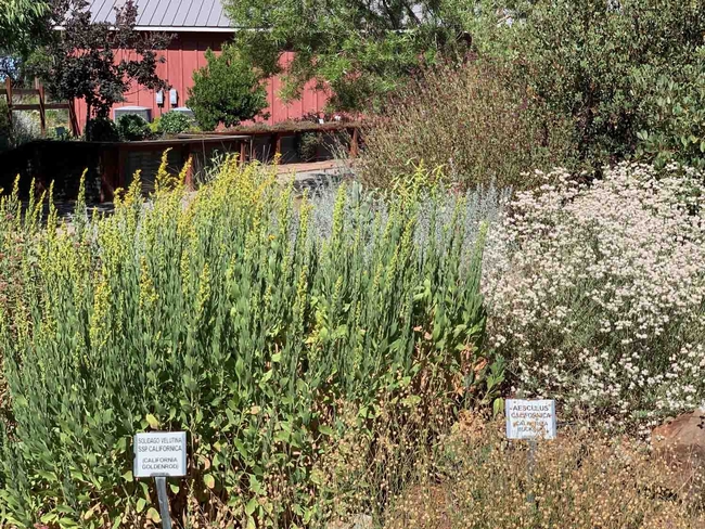 California Native Plant Garden at Patrick Ranch. Learn how natives like these have adapted to our challenging summer weather in our workshop on May 22. Laura Kling