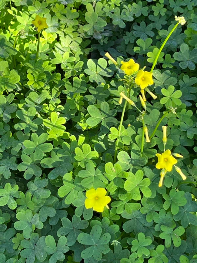 Oxalis is an aggressive spreader that is very difficult to control. J.C. Lawrence
