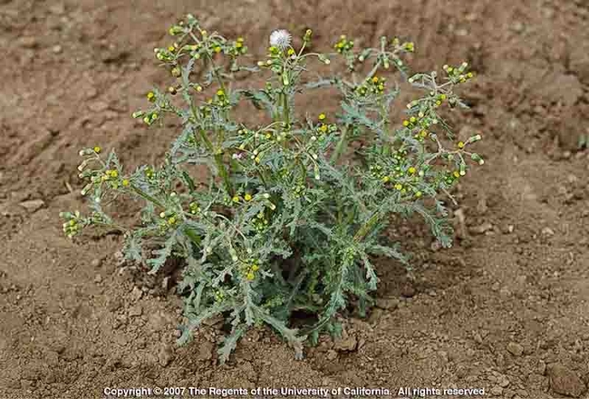 Common groundsel, a noxious weed in California. Jack Kelly Clark, UC IPM Program