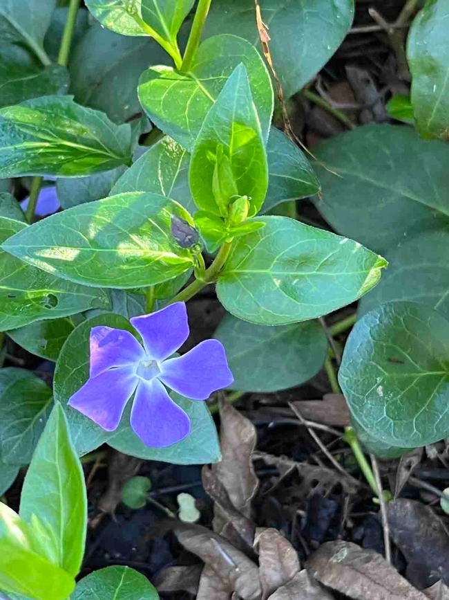Periwinkle (vinca major) is an invasive weed in many areas.  J.C. Lawrence