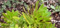 Aeonium arboreum (Tree aeonium). Laura Kling for The Real Dirt Blog Blog
