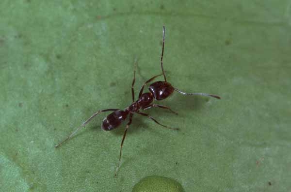 Adult Argentine ant. Jack Kelly Clark, UC IPM Program