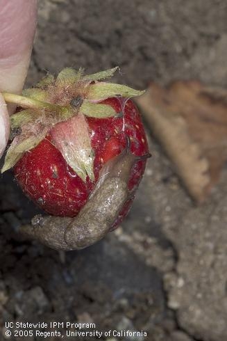Gray garden slug feasting on a strawberry. Jack Kelly Clark, UC IPM Program