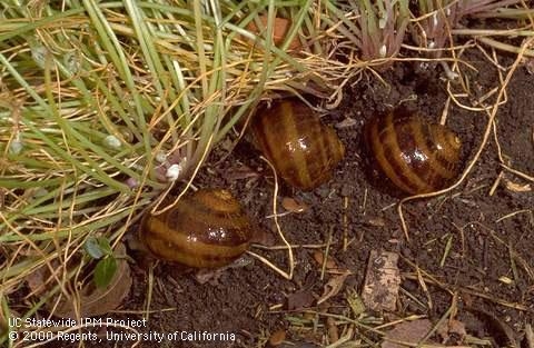Adult brown garden snails hiding under dense cover. Jack Kelly Clark, UC IPM Program