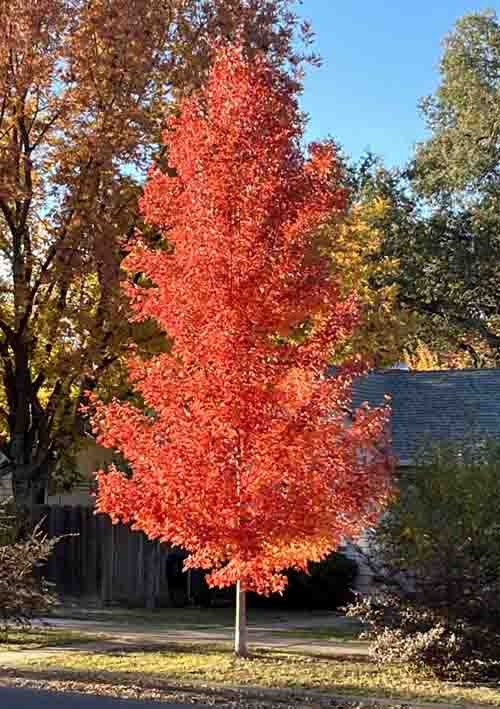 A maple tree can provide stunning fall color in a firewise landscape. J.C. Lawrence