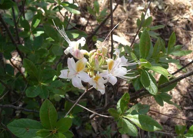 The Western azalea is a California native.Cindy Weiner