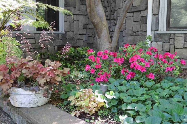 A happy azalea surrounded by fern, heucheria, camellia and violets underneath a Japanese maple. Michelle Graydon