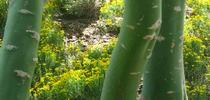 Photosynthesis occurs in both the leaves and bark of the blue palo verde. Elize Van Zandt for The Real Dirt Blog Blog