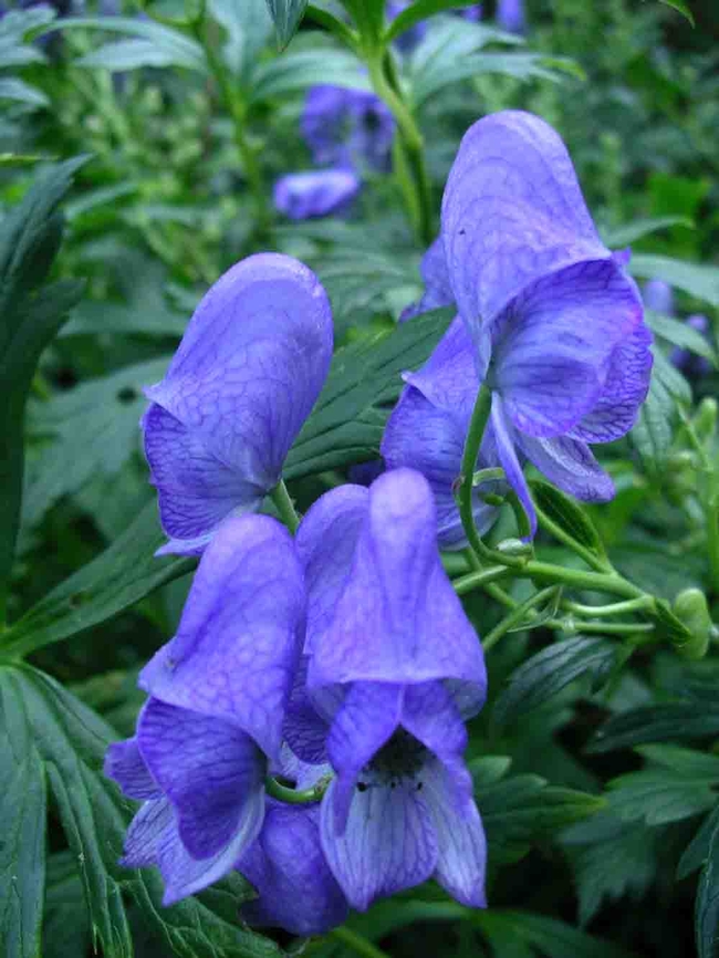 Himalayan monkshood has a hood roomy enough to accommodate a large bumblebee. Cindy Weiner