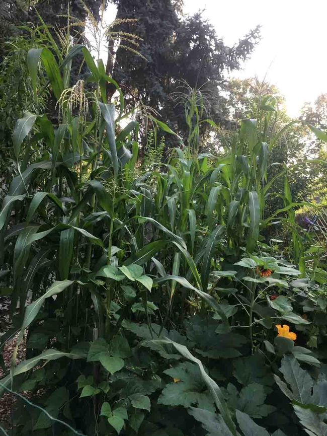 Corn, bean and squash plants are the classic Three Sisters combination. Joyce Hill