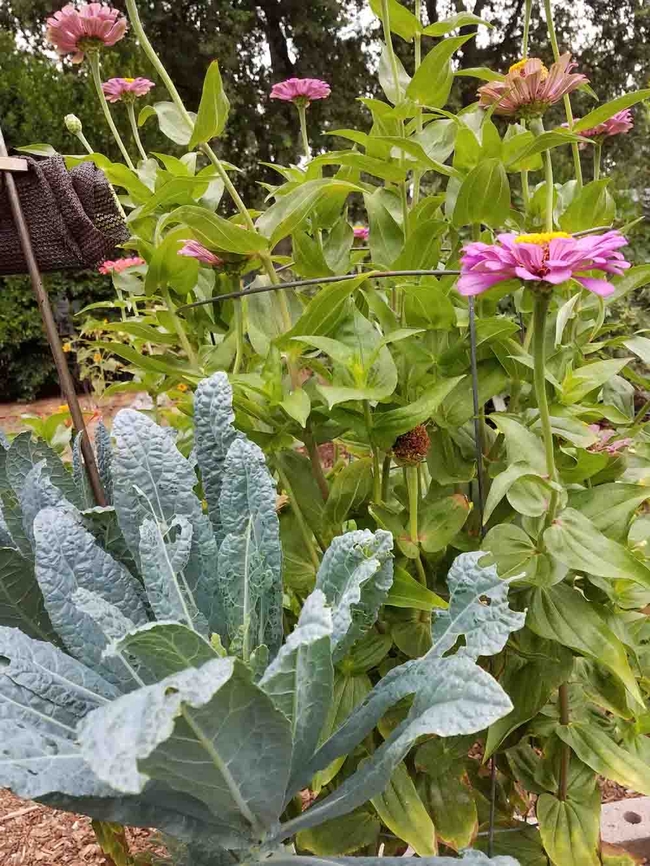 Companion planting - Winter kale and summer zinnias. Jeanette Alosi