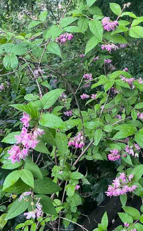 This pink-flowering Deutzia is a standout in a shady woodland garden. J.C. Lawrence