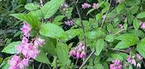 This pink-flowering Deutzia is a standout in a shady woodland garden. J.C. Lawrence for The Real Dirt Blog Blog