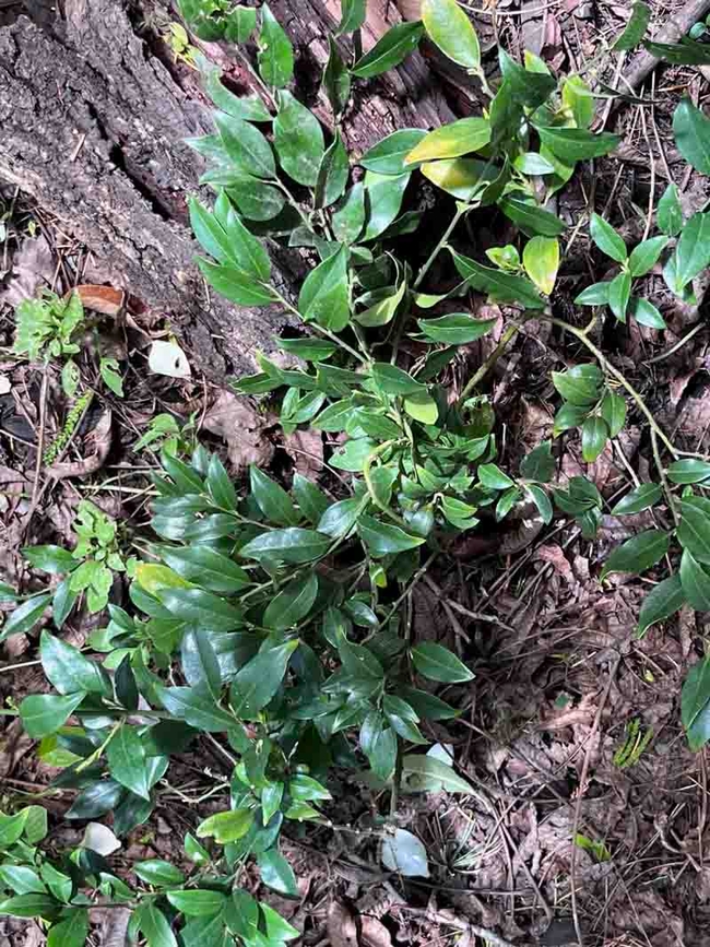 The shiny green foliage of Sarcococca hookeriana makes an attractive ground cover throughout the year. J.C. Lawrence