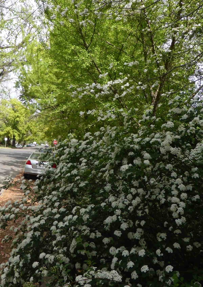 A bridal wreath spirea covered in springtime blossoms, underneath a dogwood tree. J.C. Lawrence