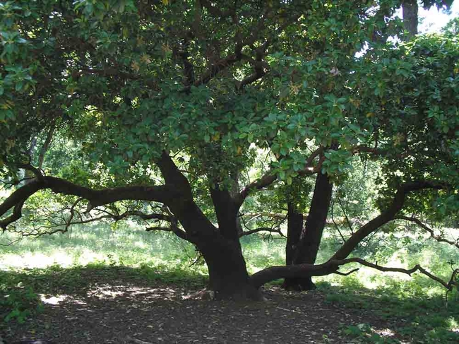 Madrone in Lower Bidwell Park. Low, horizontal branches are tempting to climb. Laura Lukes