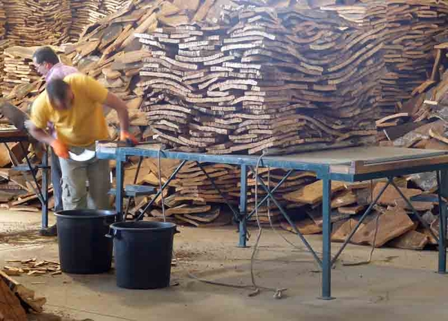 Cork factory in Alentejo, Portugal. working slicing cork sheet. J.C. Lawrence