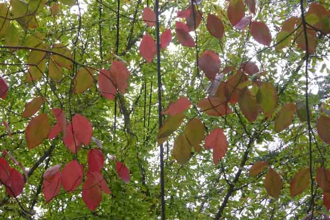 Dogwood leaves turn red in the fall, here in front of green ginkgo leaves. J.C. Lawrence