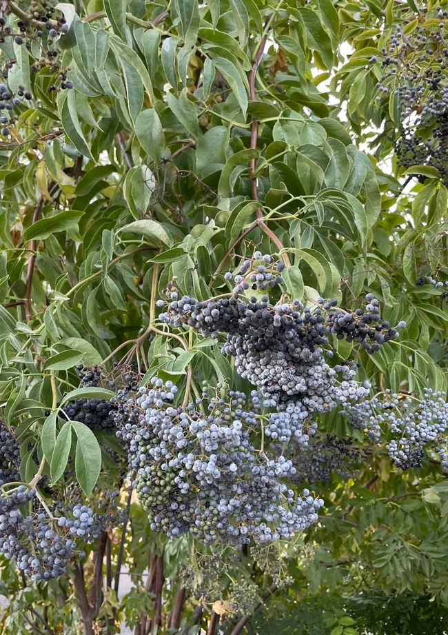 Blue elderberry, a California native, protected in the wild as the host plant of the endangered Valley Longhorn Beetle. Carla Resnick
