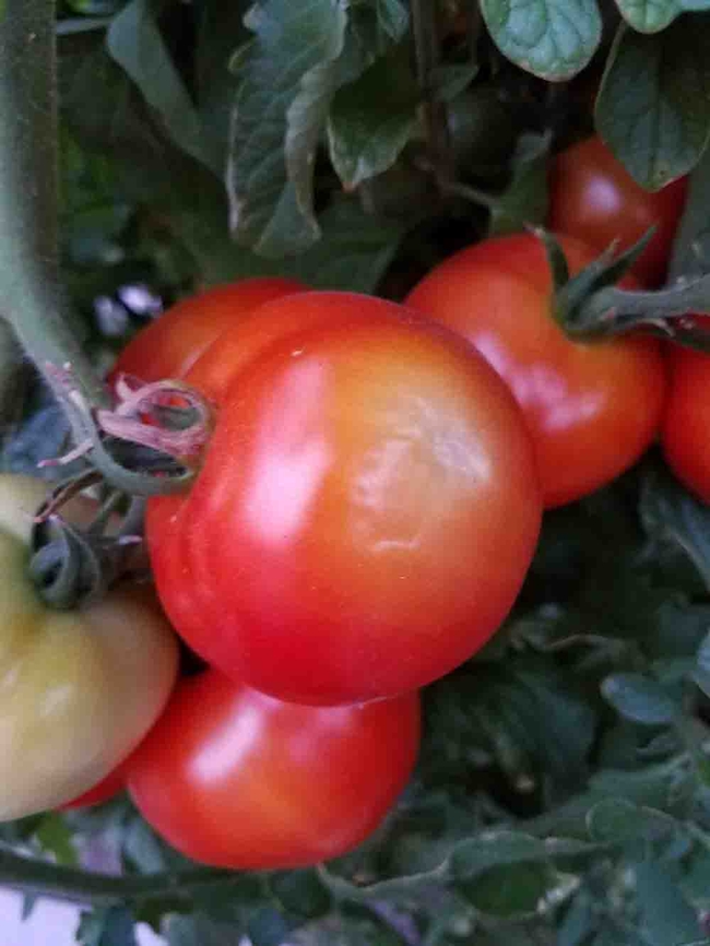 Sunburned tomato. Jeanette Alosi