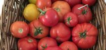 A basket of heirloom tomatoes.  Kim Schwind for The Real Dirt Blog Blog