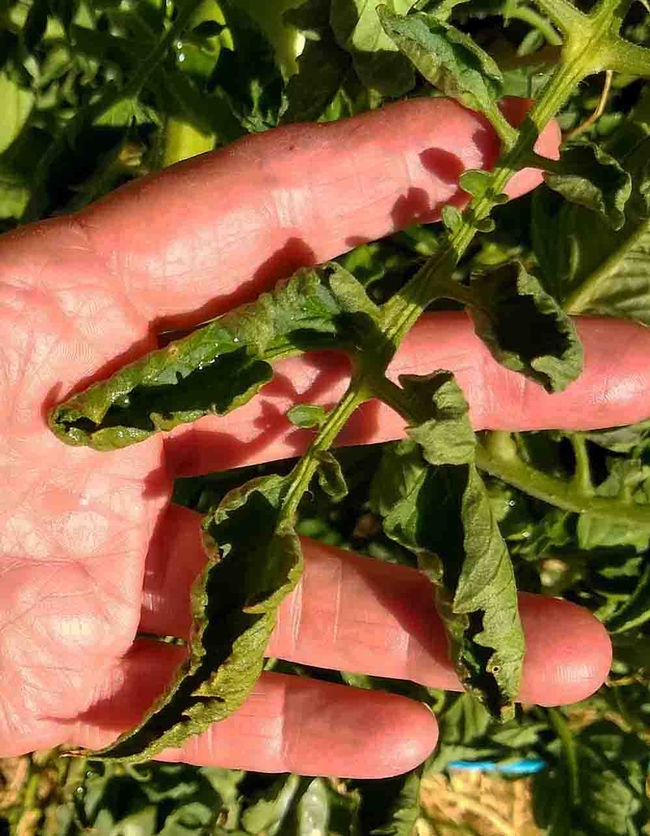 Curled leaves on tomato plants can result from overwatering. Cheryl Cozad