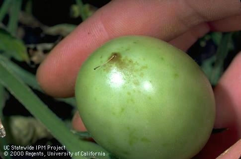 Blossom end rot begins as small, brown patches at the blossom end of green fruit. Jack Kelly Clark, UC IPM