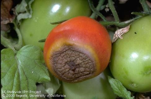 Blossom end rot (calcium deficiency) causes dark leathery spots on tomatoes. Jack Kelly Clark, UC IPM