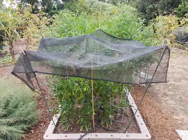 Shorter shaded peppers growing in front of tomatoes. Jeanette Alosi