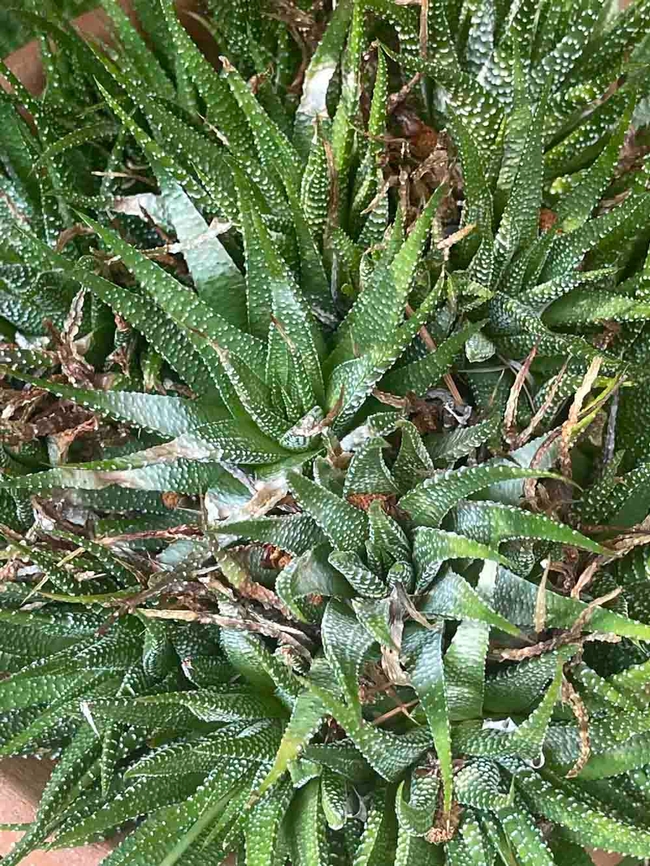 Potted succulents showing signs of sunscald. Alton Wright