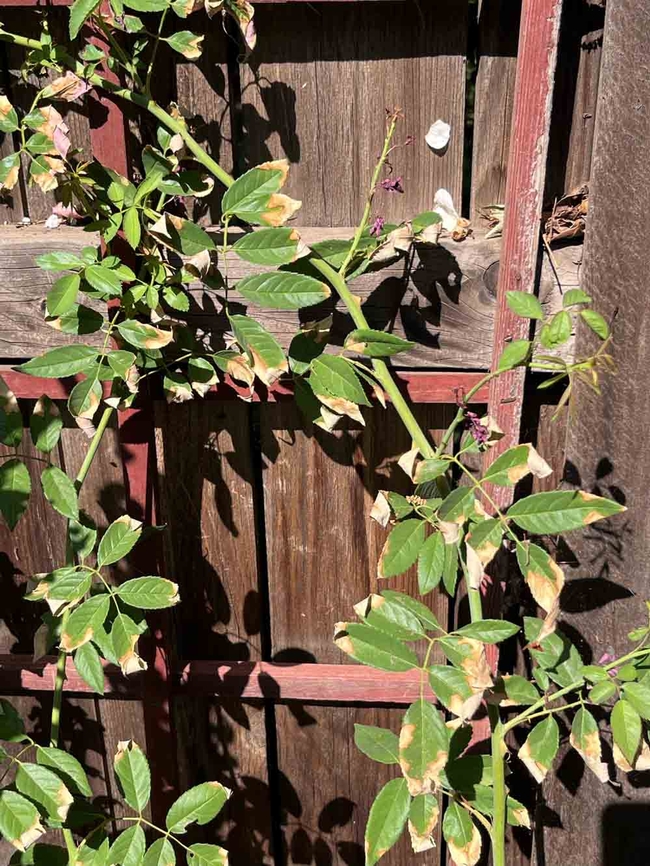 Leaf scorch on a climbing rose foliage. J.C. Lawrence