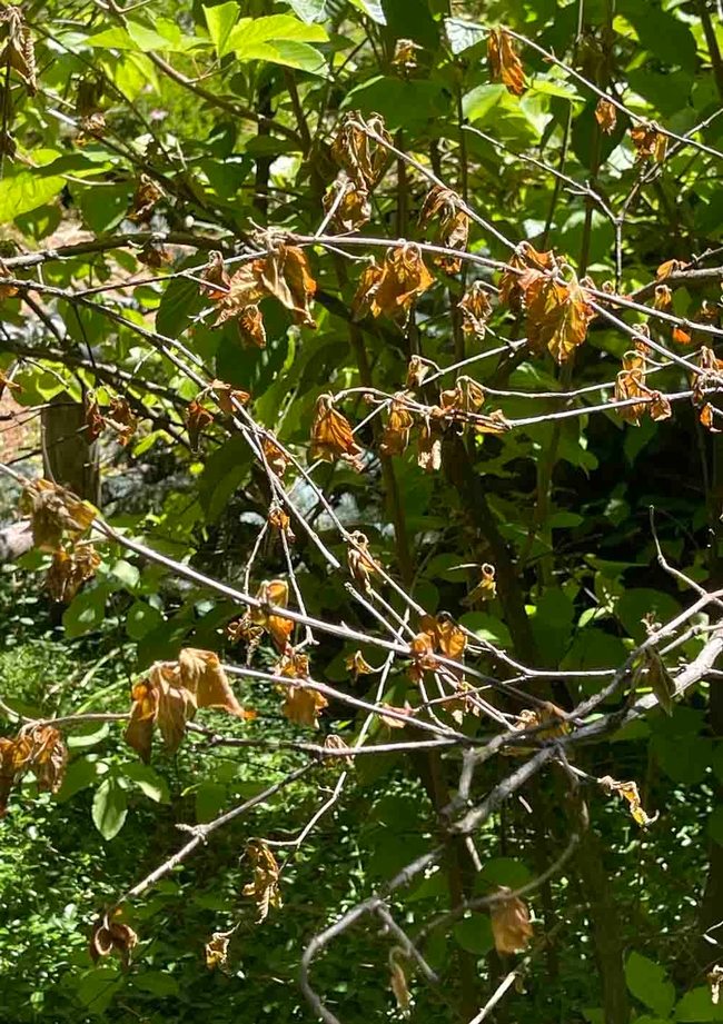 A viburnum species with severe sun damage. Alton Wright