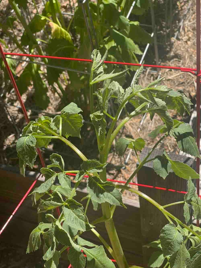 A tomato plant showing signs of tip wilt. Alton Wright