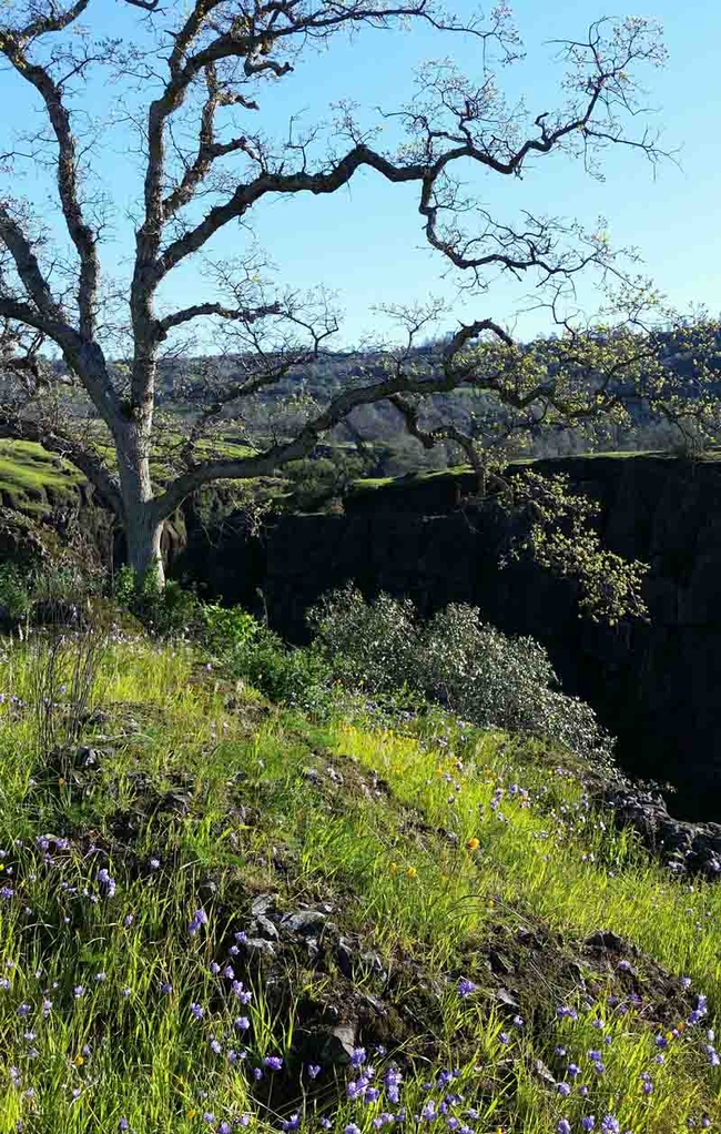 Upper Bidwell Park in Chico before the 2024 Park Fire. Laura Lukes